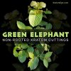 GREEN ELEPHANT: (Non-Rooted Kratom Plant Cuttings)