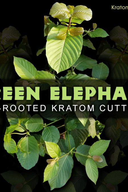 Green Elephant, Borneo Strain - Live Kratom Cuttings