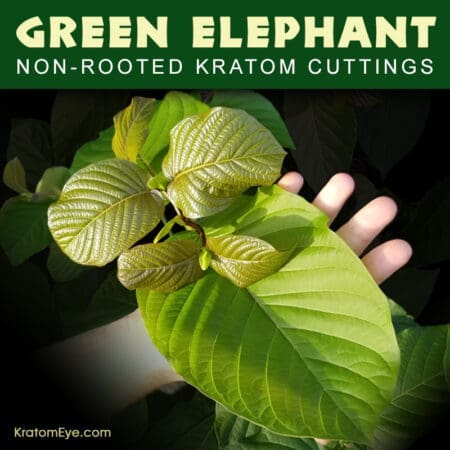 Live Kratom Cuttings - Green Elephant, Borneo Strain
