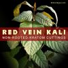 Red Vein Kali, Kalimantan Strain - Live Kratom Cuttings