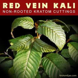 Live Kratom Cuttings - Red Vein Kali, Kalimantan Strain