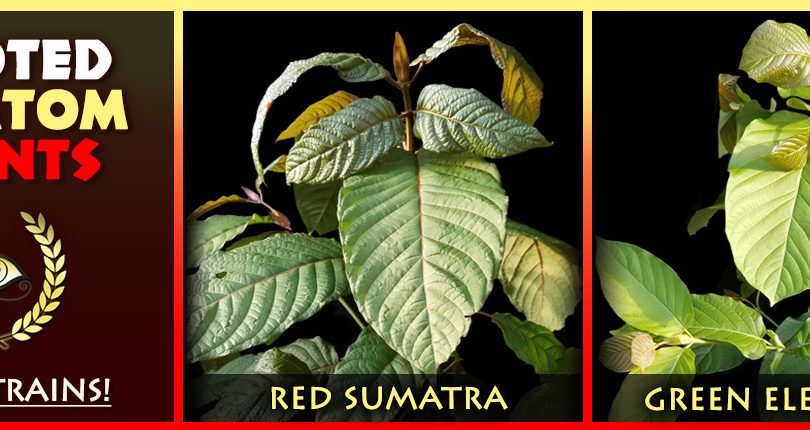 NEW: Red Sumatra & Green Elephant - Rooted Kratom Plants