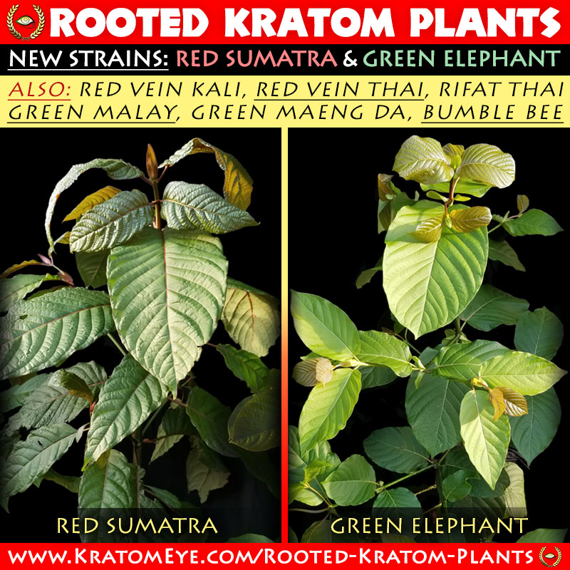 New Rooted Kratom Plants Red Sumatra & Green Elephant
