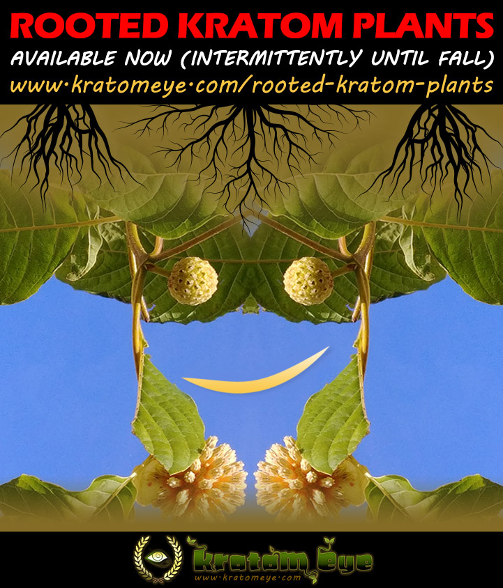 Rooted Kratom Plants, Trees - 8 Strains. Red Sumatra, Red Kali, Green Elephant, Green Malay, Red Thai, Rifat, Bumble Bee, Green Maeng Da...