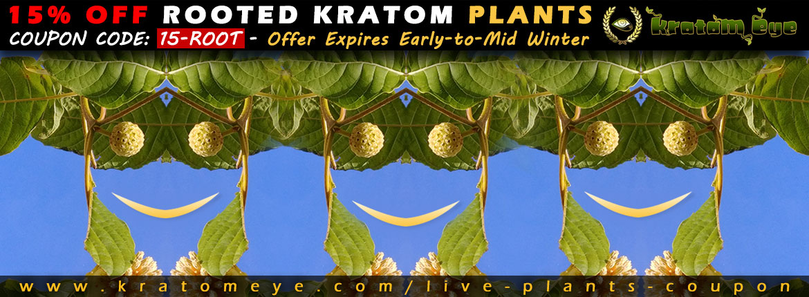 15% OFF Discount Sale Rooted Kratom Plant, Tree