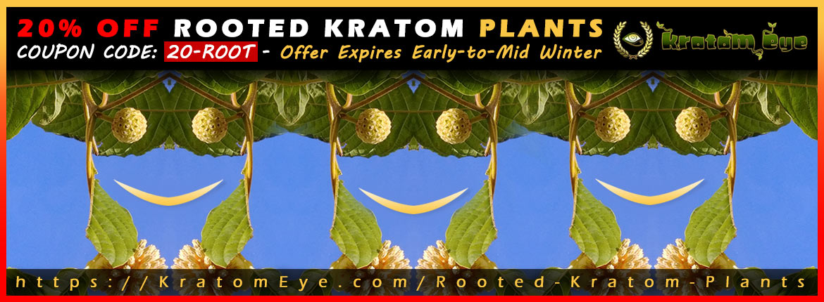 20% OFF Discount Sale Rooted Kratom Plant, Tree