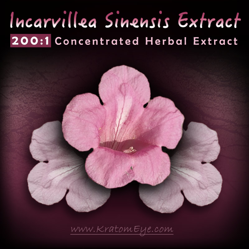 200:1 Incarvillea Sinensis Extract - Botanical Pain, Insomnia, Anxiety Relief