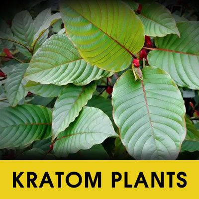 Live Kratom Trees, Plants, Clones, Cuttings...