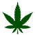 CBD & THC